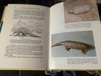 Mammals Volume 2 Page 107 - 234 : The Illustrated Encyclopedia of Animal Life